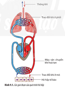 Quan sát Hình 9.1, hãy nêu mối liên quan giữa các giai đoạn trong quá trình hô hấp