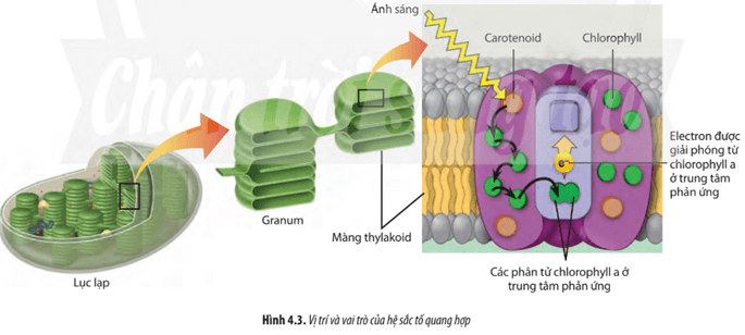 Quan sát Hình 4.3, hãy cho biết hệ sắc tố ở thực vật gồm những nhóm nào