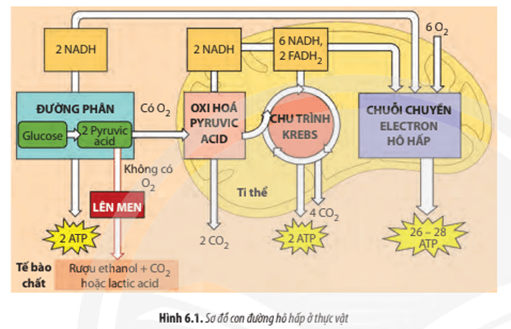 Quan sát Hình 6.1, cho biết quá trình hô hấp ở thực vật có thể diễn ra