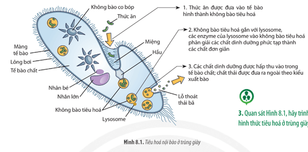 Quan sát Hình 8.1, hãy trình bày hình thức tiêu hóa ở trùng giày