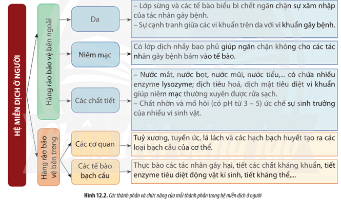 Quan sát Hình 12.2 và cho biết hàng rào bảo vệ của cơ thể