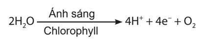 Pha sáng của quang hợp gồm những phản ứng nào? Khi kết thúc pha sáng, những sản phẩm nào được hình thành?