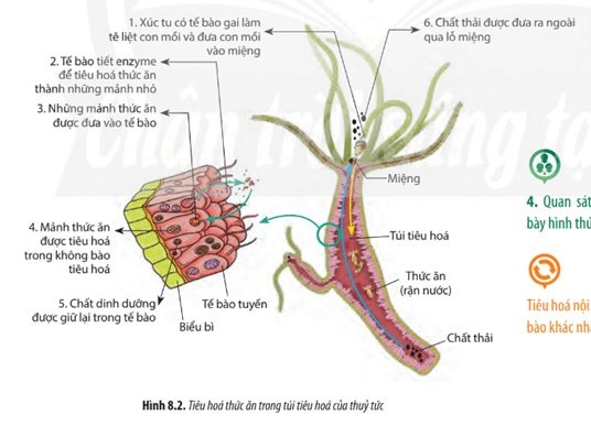 Quan sát Hình 8.2, hãy trình bày hình thức tiêu hóa ở thủy tức