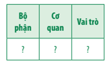 Trình bày vai trò của các bộ phận trong quá trình điều hòa cân bằng nội môi