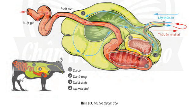 Quan sát Hình 8.3, hãy trình bày hình thức tiêu hóa ở bò