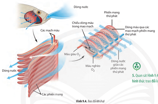 Quan sát Hình 9.4, hãy trình bày hình thức trao đổi khí ở cá