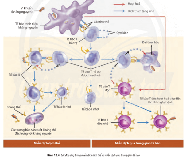 Quan sát Hình 12.4, hãy cho biết vai trò của các loại tế bào