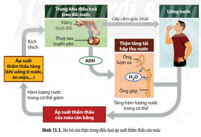 Quan sát Hình 13.3, hãy Mô tả cơ chế điều hòa hàm lượng nước