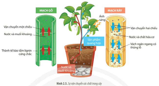 Quan sát Hình 2.5 và cho biết sự vận chuyển các chất trong mạch gỗ
