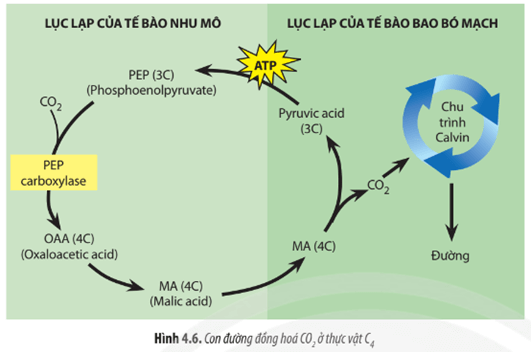 Quan sát Hình 4.6, hãy mô tả con đường đồng hóa CO2 ở thực vật