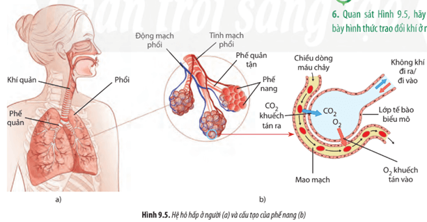 Quan sát Hình 9.5, hãy trình bày hình thức trao đổi khí ở người