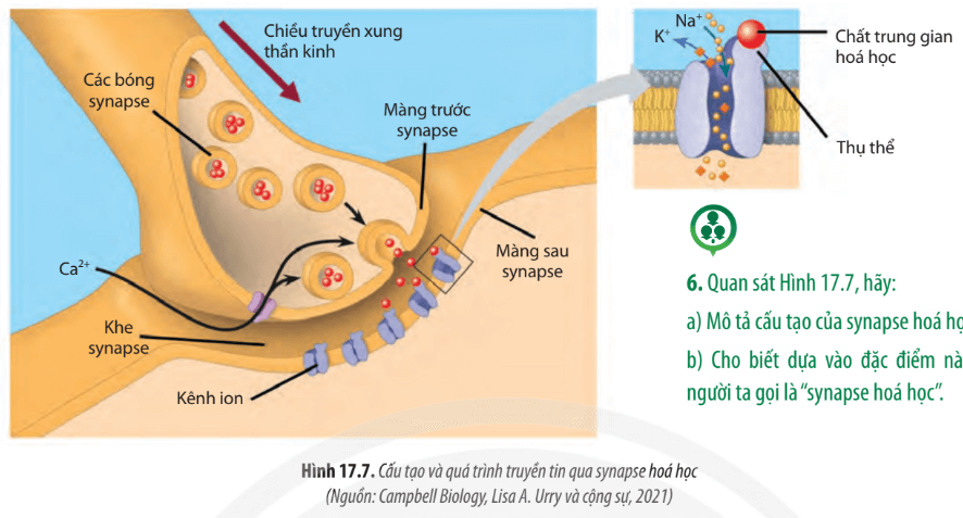 Quan sát Hình 17.7 hãy trình bày cơ chế truyền tin qua synapse hóa học