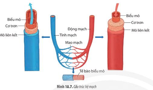 Dựa vào Hình 10.7, hãy mô tả cấu tạo của các loại mạch máu