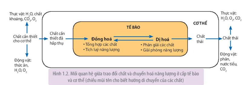 Nghiên cứu Hình 1.2 trình bày mối liên quan giữa trao đổi chất và chuyển hóa năng lượng