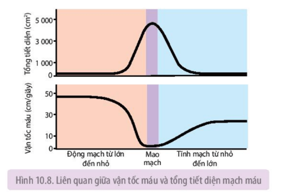 Quan sát Hình 10.8 sau đó trả lời các câu hỏi sau Vận tốc máu biến động như thế nào 