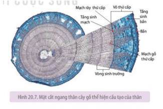 Quan sát lát cắt ngang của thân cây gỗ ở Hình 20.7 và cho biết cách xác định tuổi của cây