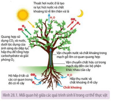 Nghiên cứu Hình 28.1 trình bày mối quan hệ giữa Quang hợp và hô hấp