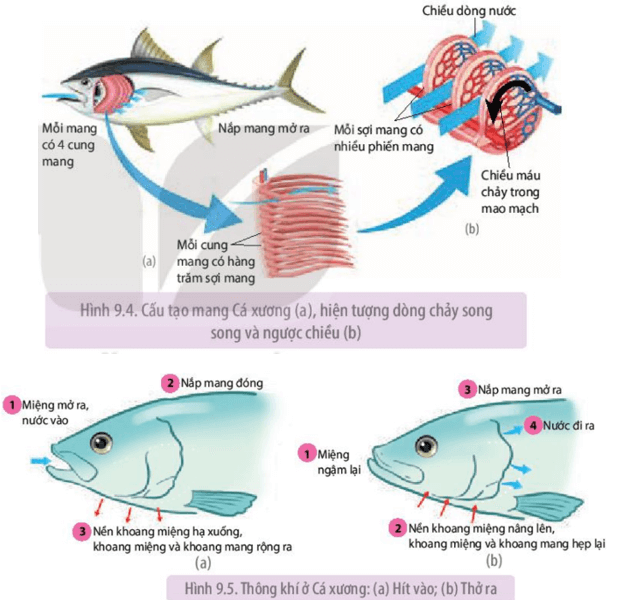 Nghiên cứu Hình 9.4 và 9.5 cho biết tại sao hệ hô hấp của cá xương trao đổi khí với nước rất hiệu quả