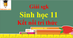 Sinh học 11 Kết nối tri thức | Giải bài tập Sinh 11 (hay, ngắn gọn) | Soạn Sinh 11