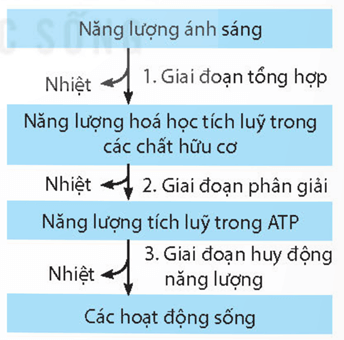 Lý thuyết Sinh 11 Kết nối tri thức Bài 1: Khái quát về trao đổi chất và chuyển hóa năng lượng