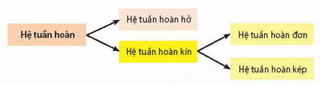 Lý thuyết Sinh 11 Kết nối tri thức Bài 10: Tuần hoàn ở động vật