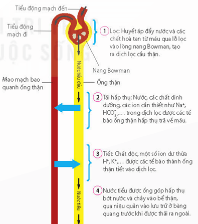 Lý thuyết Sinh 11 Kết nối tri thức Bài 13: Bài tiết và cân bằng nội môi