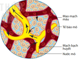 Lý thuyết Sinh 11 Kết nối tri thức Bài 13: Bài tiết và cân bằng nội môi