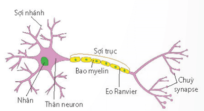 Lý thuyết Sinh 11 Kết nối tri thức Bài 17: Cảm ứng ở động vật
