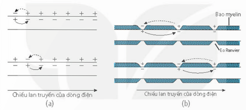 Lý thuyết Sinh 11 Kết nối tri thức Bài 17: Cảm ứng ở động vật