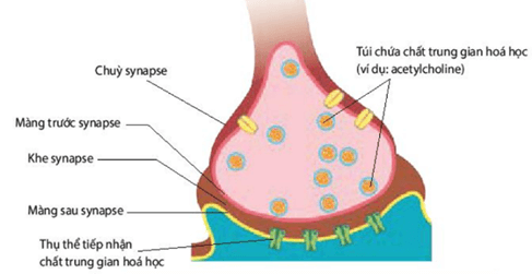 Lý thuyết Sinh 11 Kết nối tri thức Bài 17: Cảm ứng ở động vật