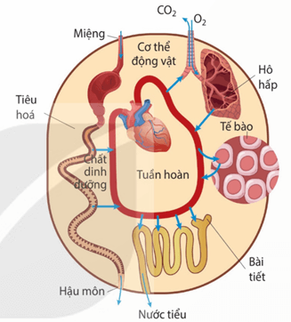 Lý thuyết Sinh 11 Kết nối tri thức Bài 28: Mối quan hệ giữa các quá trình sinh lí trong cơ thể sinh vật