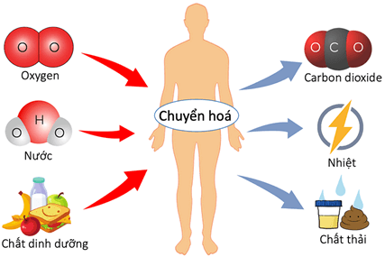 Lý thuyết Sinh 11 Kết nối tri thức Bài 28: Mối quan hệ giữa các quá trình sinh lí trong cơ thể sinh vật