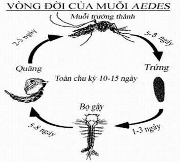 Trắc nghiệm Sinh học 11 Kết nối tri thức Bài 19 (có đáp án): Khái quát về sinh trưởng và phát triển ở sinh vật