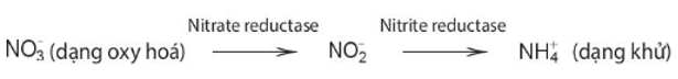 Trắc nghiệm Sinh học 11 Kết nối tri thức Bài 2 (có đáp án): Trao đổi nước và khoáng ở thực vật