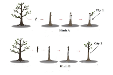 Trắc nghiệm Sinh học 11 Kết nối tri thức Bài 25 (có đáp án): Sinh sản ở thực vật