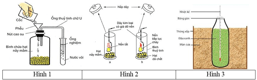 Trắc nghiệm Sinh học 11 Kết nối tri thức Bài 7 (có đáp án): Thực hành: Hô hấp ở thực vật