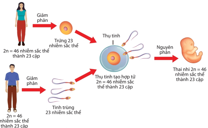 Lý thuyết Gene và sự tái bản DNA (Sinh 12 Cánh diều Bài 1)