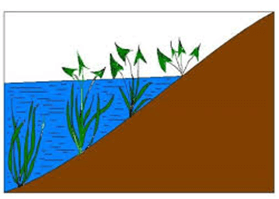 Lý thuyết Mối quan hệ giữa kiểu gene, môi trường và kiểu hình (Sinh 12 Cánh diều Bài 10)