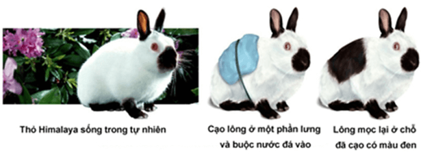 Lý thuyết Mối quan hệ giữa kiểu gene, môi trường và kiểu hình (Sinh 12 Cánh diều Bài 10)