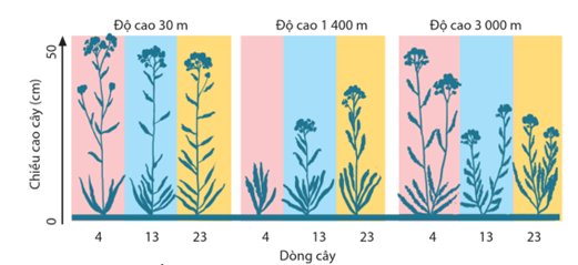 Lý thuyết Mối quan hệ giữa kiểu gene, môi trường và kiểu hình (Sinh 12 Cánh diều Bài 10)