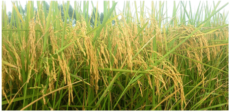 Lý thuyết Mối quan hệ giữa kiểu gene, môi trường và kiểu hình (Sinh 12 Cánh diều Bài 10)