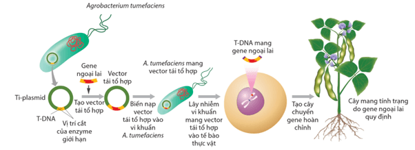 Lý thuyết Hệ gene, công nghệ gene và ứng dụng (Sinh 12 Cánh diều Bài 11)