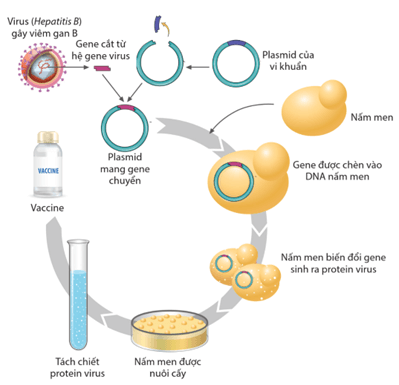 Lý thuyết Hệ gene, công nghệ gene và ứng dụng (Sinh 12 Cánh diều Bài 11)