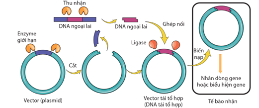 Lý thuyết Hệ gene, công nghệ gene và ứng dụng (Sinh 12 Cánh diều Bài 11)