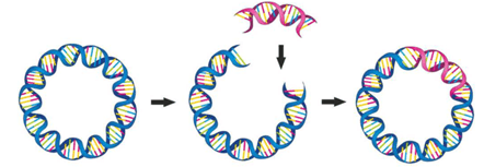 Lý thuyết Hệ gene, công nghệ gene và ứng dụng (Sinh 12 Cánh diều Bài 11)