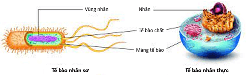 Lý thuyết Hệ gene, công nghệ gene và ứng dụng (Sinh 12 Cánh diều Bài 11)
