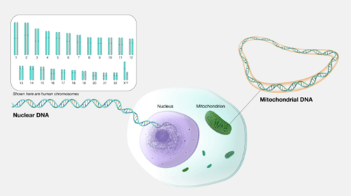 Lý thuyết Hệ gene, công nghệ gene và ứng dụng (Sinh 12 Cánh diều Bài 11)