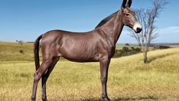 Lý thuyết Thành tựu chọn, tạo giống bằng lai hữu tính (Sinh 12 Cánh diều Bài 12)