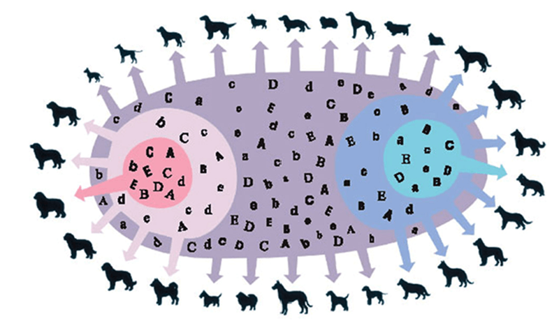 Lý thuyết Di truyền học quần thể (Sinh 12 Cánh diều Bài 13)