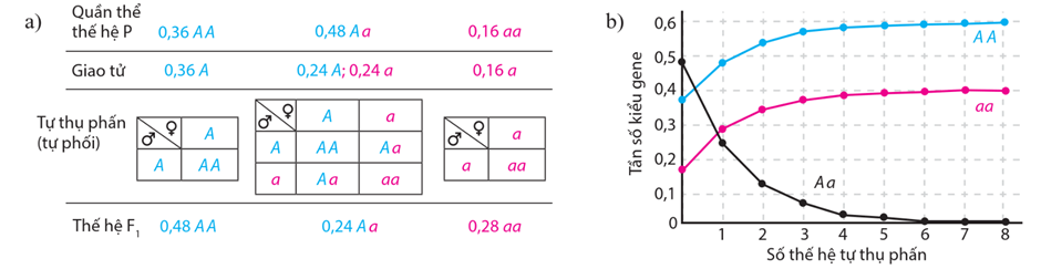 Lý thuyết Di truyền học quần thể (Sinh 12 Cánh diều Bài 13)